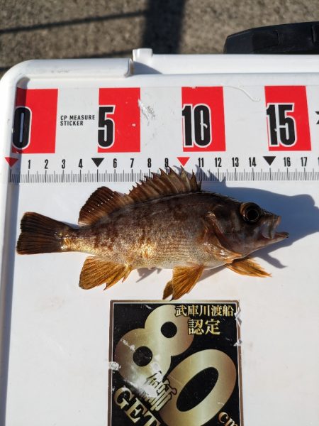 遠投カゴ釣りで真鯛狙い