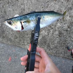 和歌山雑賀崎アジング