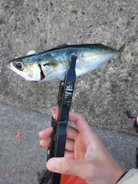 和歌山雑賀崎アジング