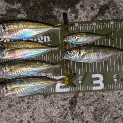 激渋、真夜中アジング