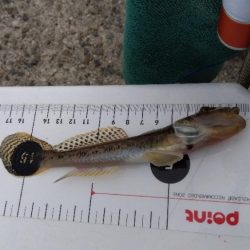 都志港の投げ釣り