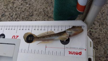 都志港の投げ釣り