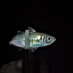 陸っぱり釣行記