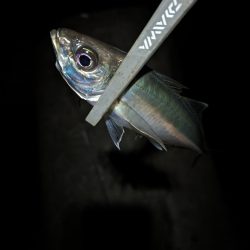 陸っぱり釣行記