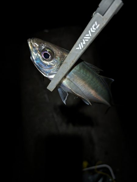 陸っぱり釣行記