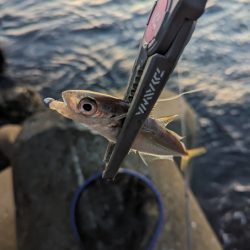 陸っぱり釣行記