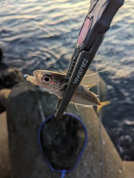陸っぱり釣行記