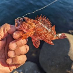 陸っぱり釣行記