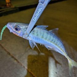 陸っぱり釣行記