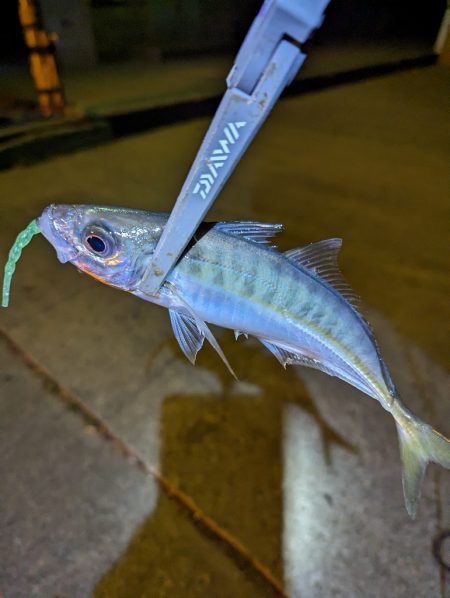 陸っぱり釣行記