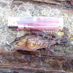 穴釣りに目覚めた!