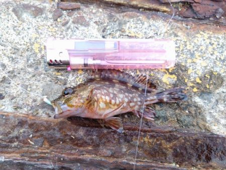 穴釣りに目覚めた!