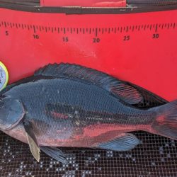 本州最南端串本での寒グレ