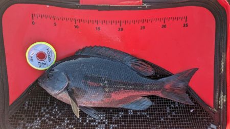 本州最南端串本での寒グレ