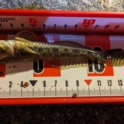 旧中川 落ちハゼ 夜釣り 初釣り