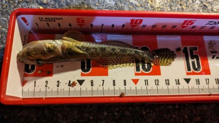 旧中川 落ちハゼ 夜釣り 初釣り