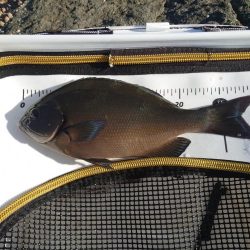 樫野でグレ釣り