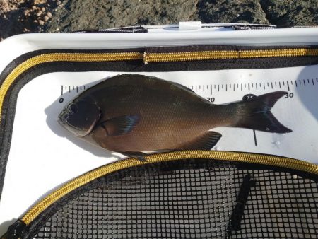 樫野でグレ釣り