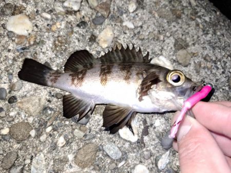 ライトゲーム初め