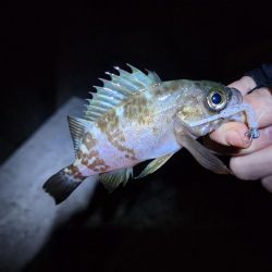 久々ライトゲーム(*^^*)