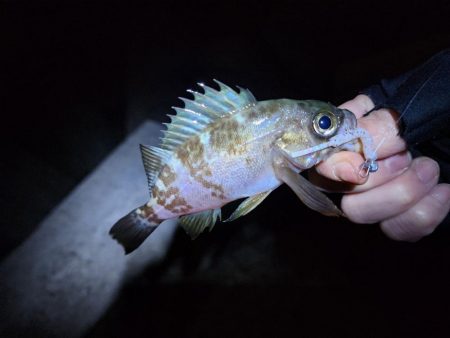 久々ライトゲーム(*^^*)