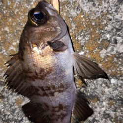 メバリングはムズいのか簡単なのか？