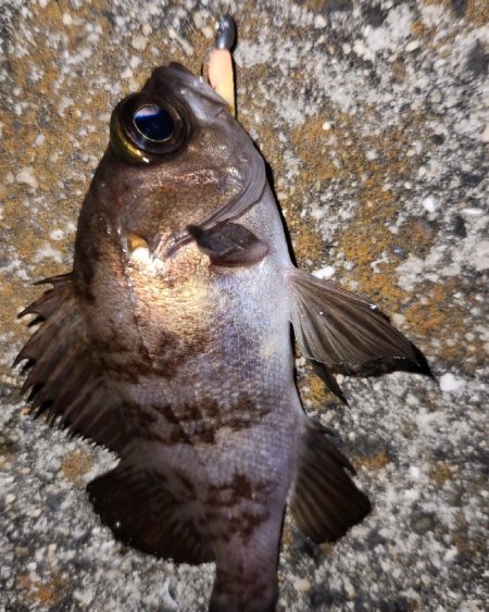 メバリングはムズいのか簡単なのか？