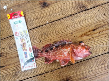 ノマセ釣りで☆