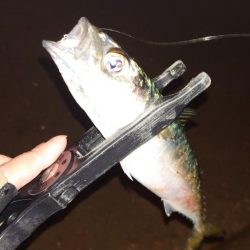 前半は楽しかったのになぁ