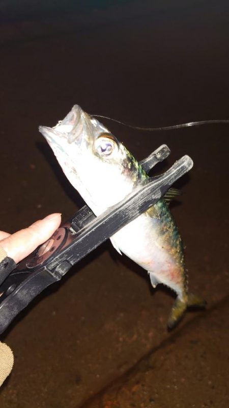 前半は楽しかったのになぁ