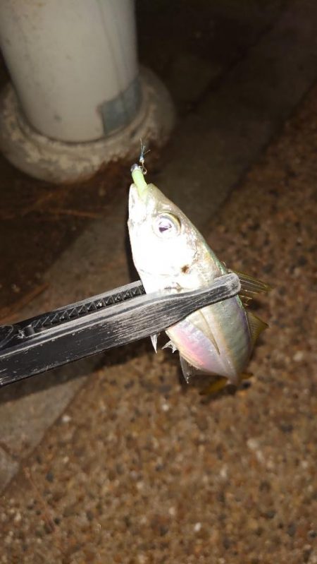 攻撃的アジングが好きですが何か？