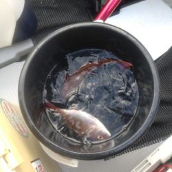 今年最初の船釣りウマズラリベンジ便！！