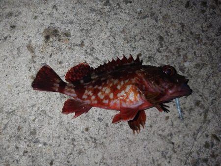 釣り初めアジング🎣