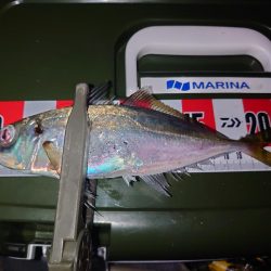 ジグ単アジング🎣