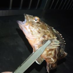 ボウズ続きなので魚に触れたい…