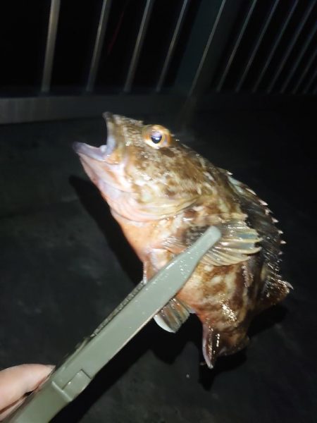 ボウズ続きなので魚に触れたい…