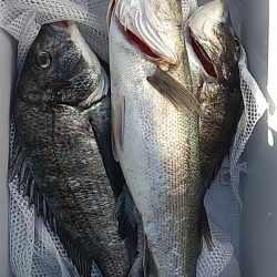 シーバスとチヌ。