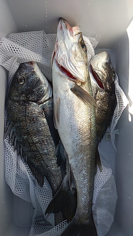 シーバスとチヌ。