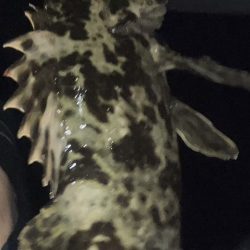 鯵道復活フィッシング