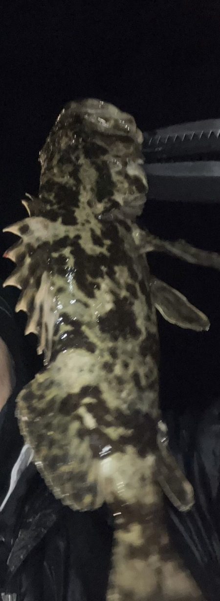 鯵道復活フィッシング