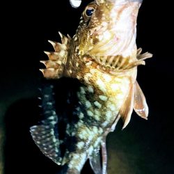 明姫より集いし林崎の夜！