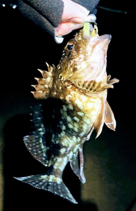 明姫より集いし林崎の夜！