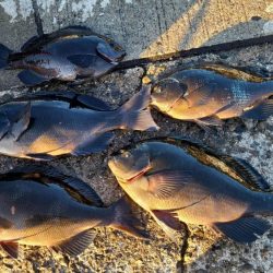 和歌山市江（吉丸渡船）でグレ釣り