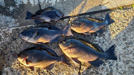 和歌山市江（吉丸渡船）でグレ釣り