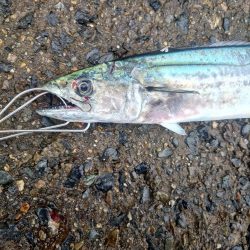 年明けからサゴシ