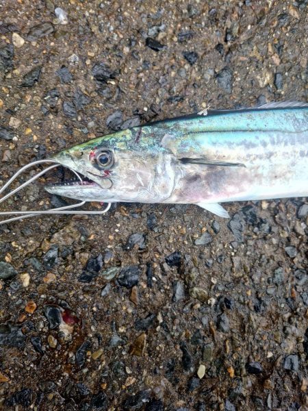 年明けからサゴシ