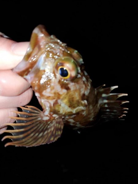 明けましておめでとうございます