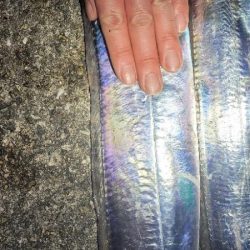 何かちょっと黄色い？？