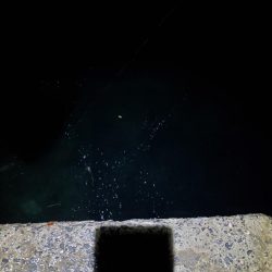 アジング　好調