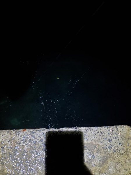 アジング　好調